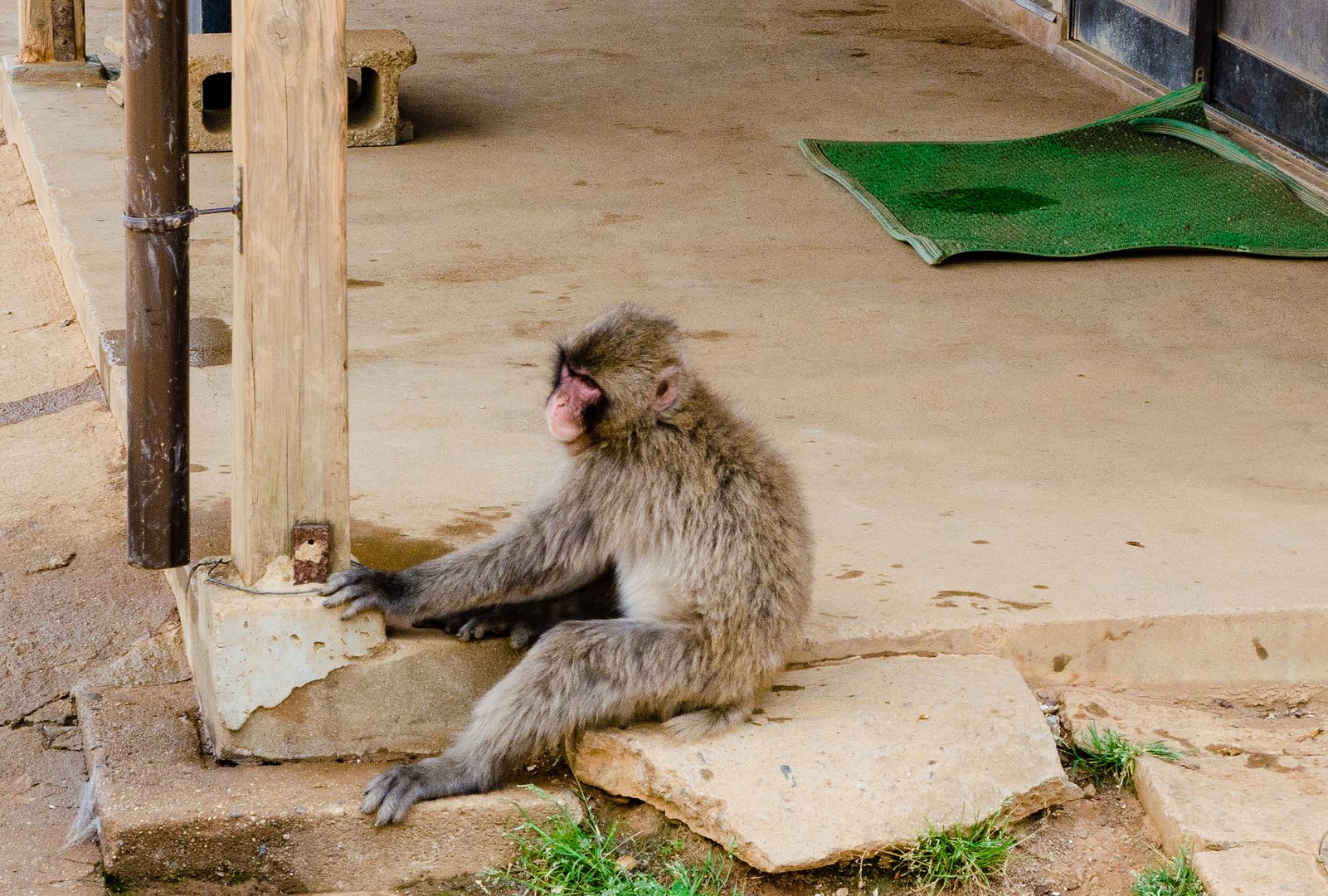Trip Report Don't Touch My Mustache and Other Japanese Phrases Page